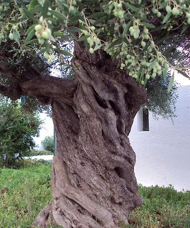 Niriides 호텔 Selinitsa