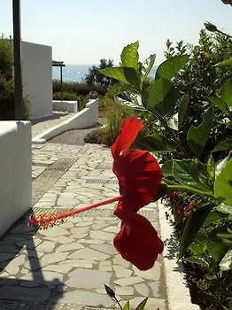 Niriides Selinitsa